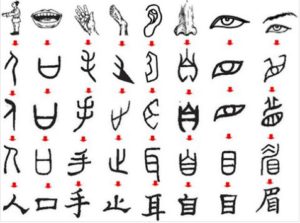 Pictograms of body parts Pictograms of body parts
