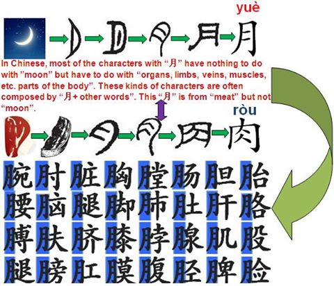 Radical meat 月: on the left or right?