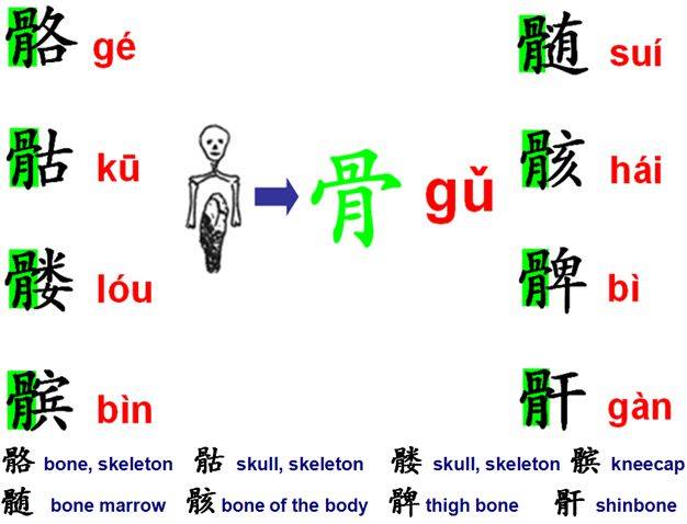 Radical bone 骨 gǔ