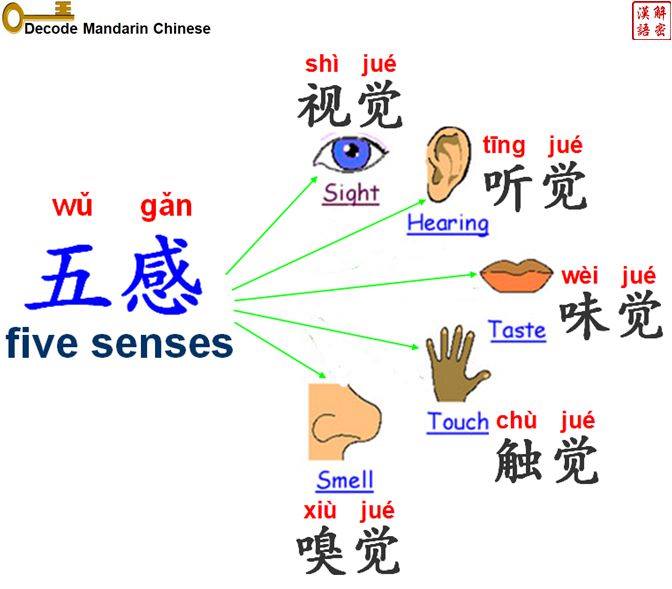 Five senses 五感