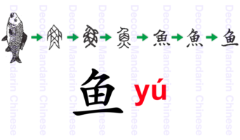 Component fish 鱼