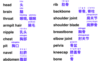 English-Chinese vocabulary for the human body