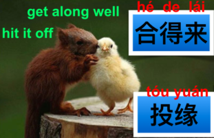 投缘 and 合得来