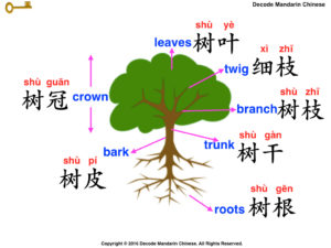 Parts of a tree
